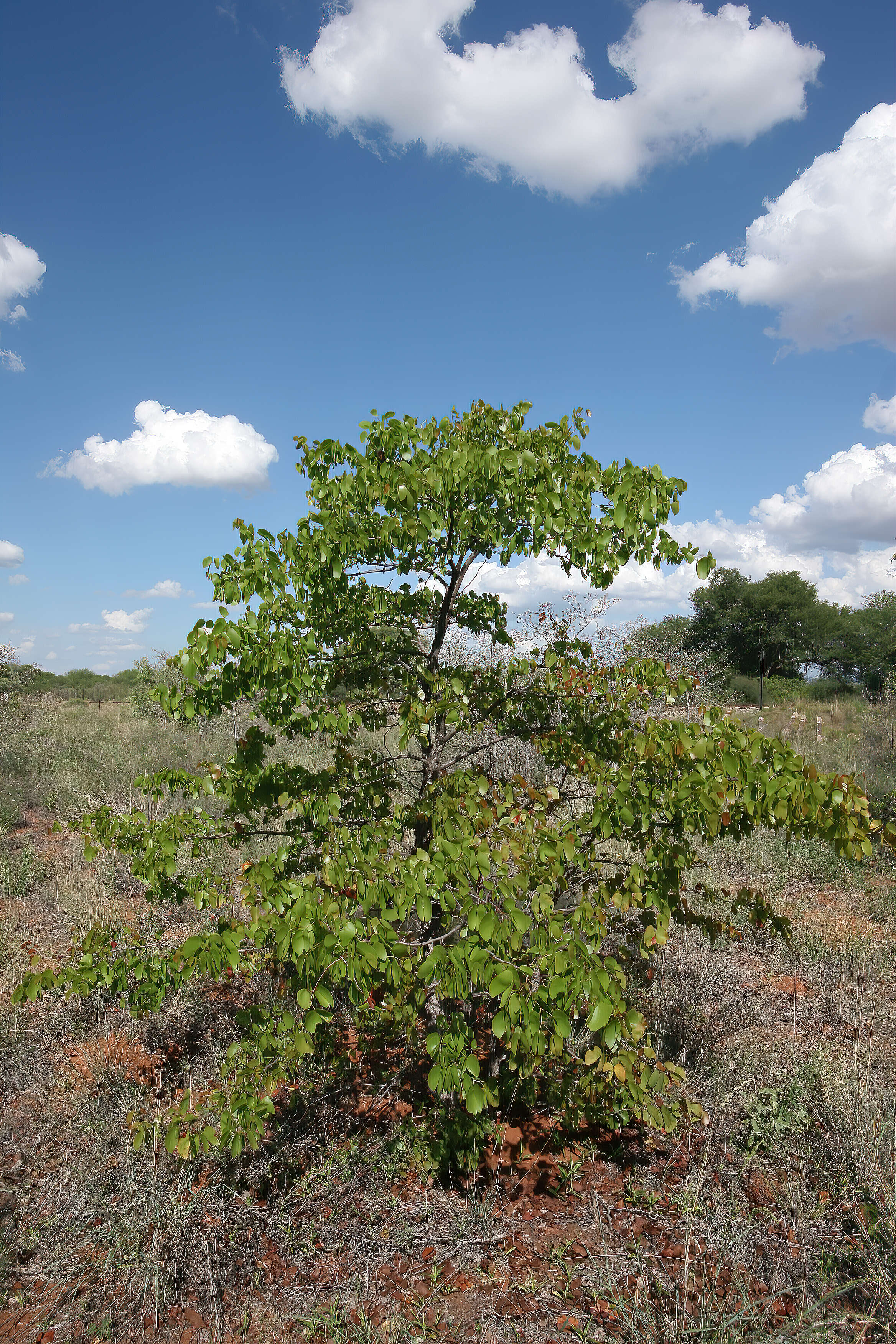 Image of Colophospermum