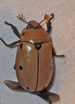 Image of Grapevine Beetle