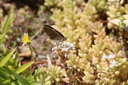 Image of Junonia grisea