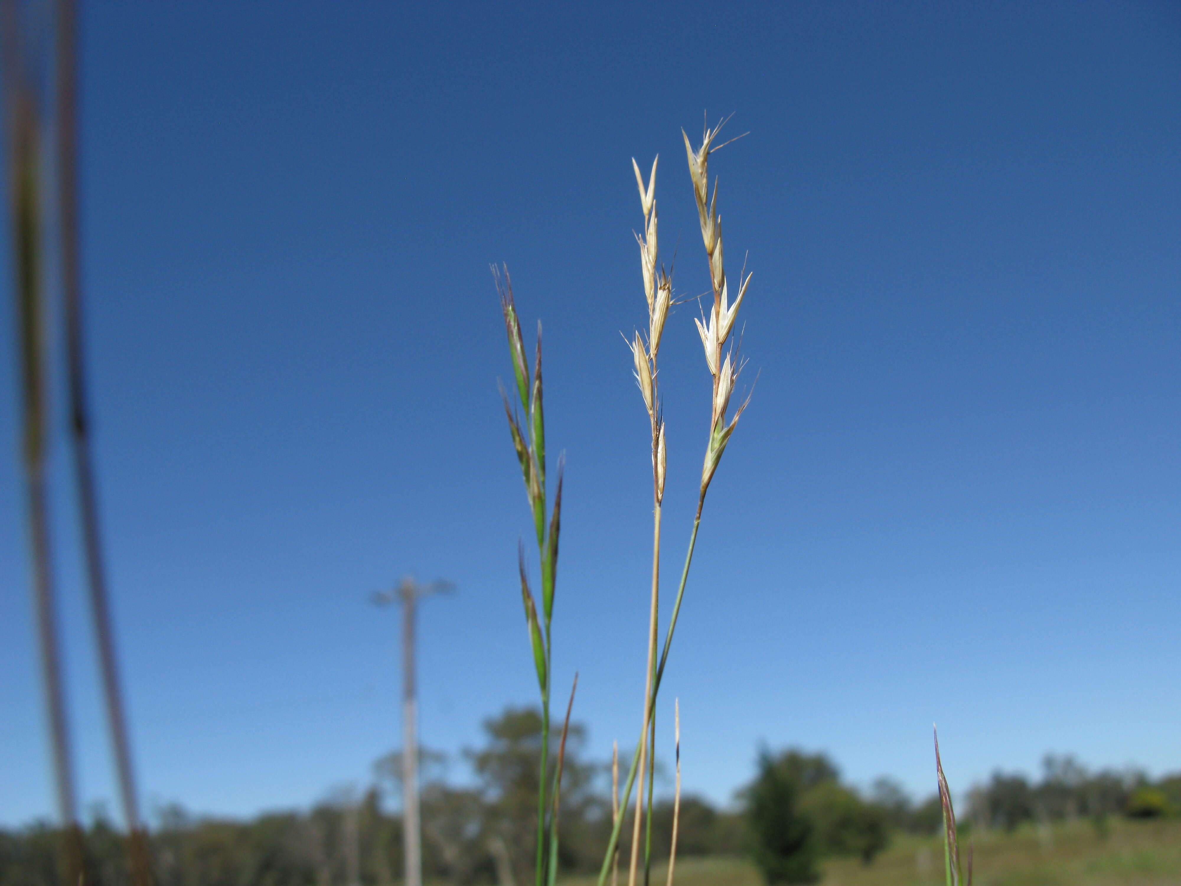 Plancia ëd Rytidosperma racemosum (R. Br.) Connor & Edgar