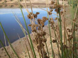 Image of Juncus australis J. D. Hook.