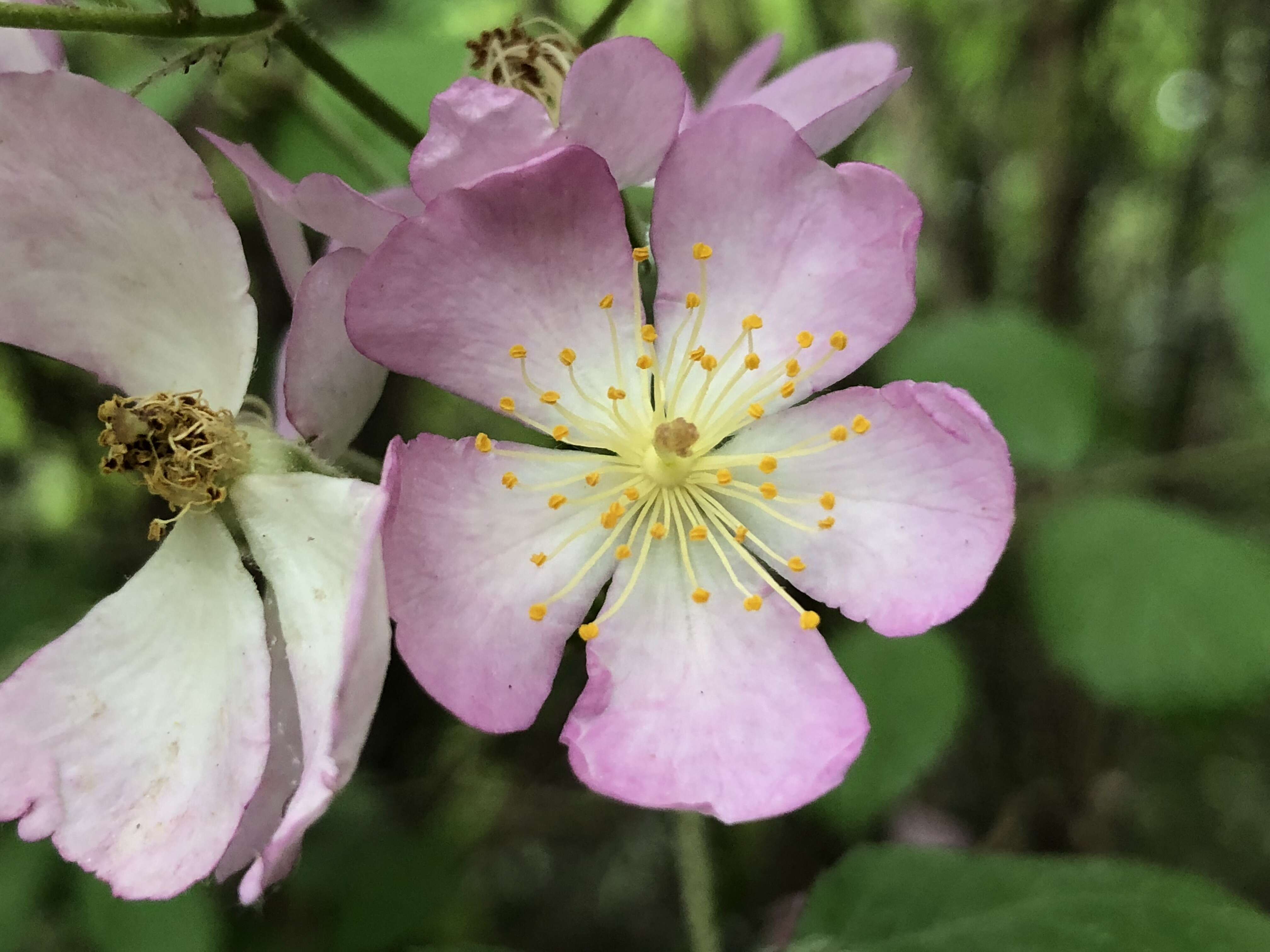 Image de Rosa multiflora Thunb.