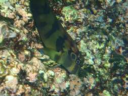 Image of Large-banded Blenny