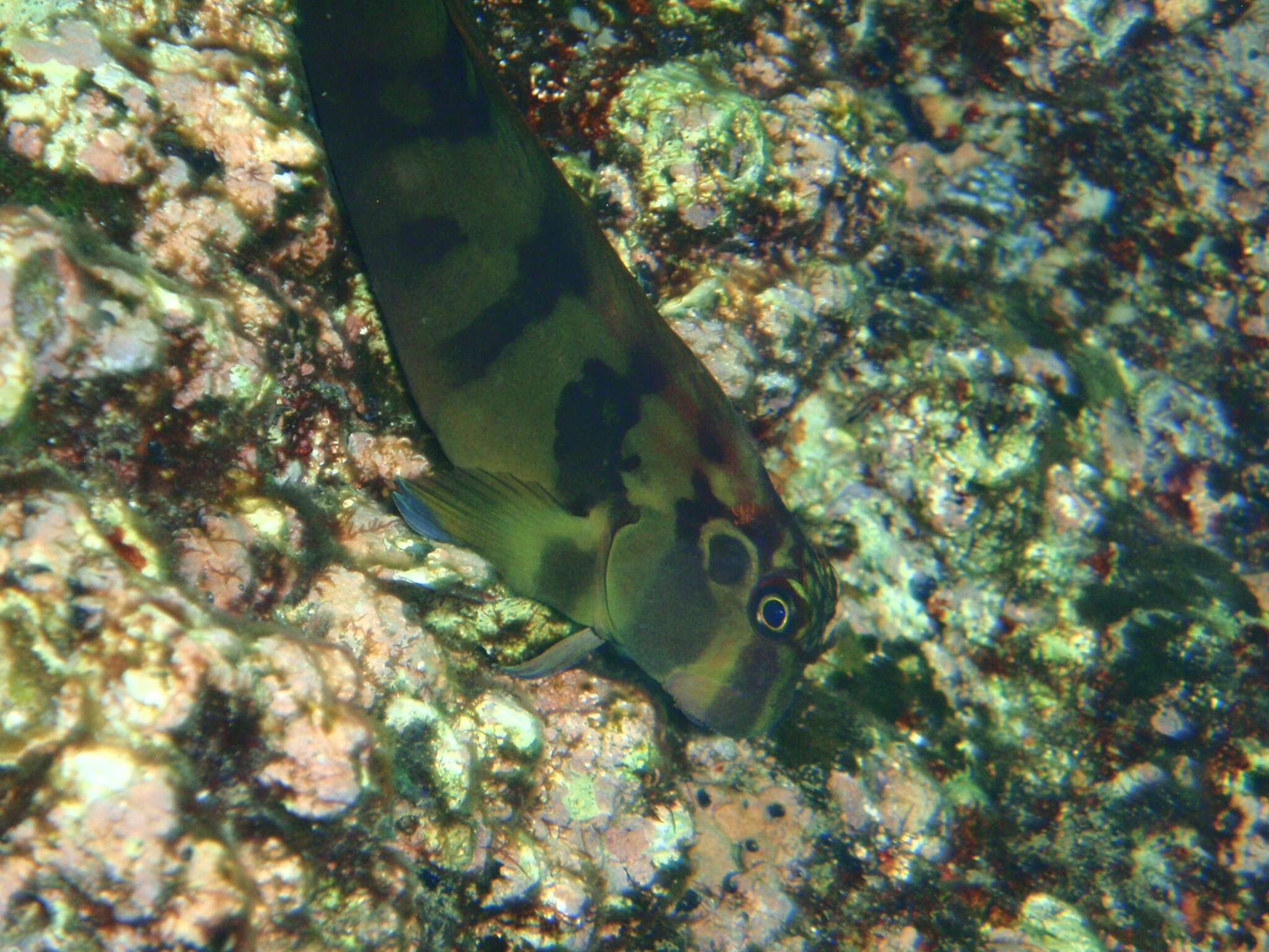 Image of Large-banded Blenny