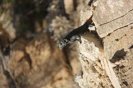 Image of Common Chuckwalla