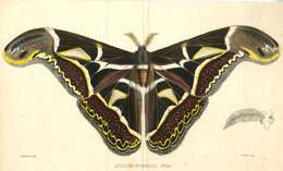 Image of Archaeoattacus edwardsii White 1859
