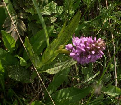 Image of Dactylorhiza majalis subsp. baltica (Klinge) H. Sund.