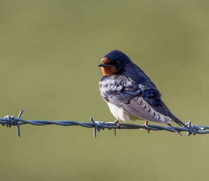 Image of Hirundo Linnaeus 1758