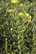 Plancia ëd Oenothera parviflora L.