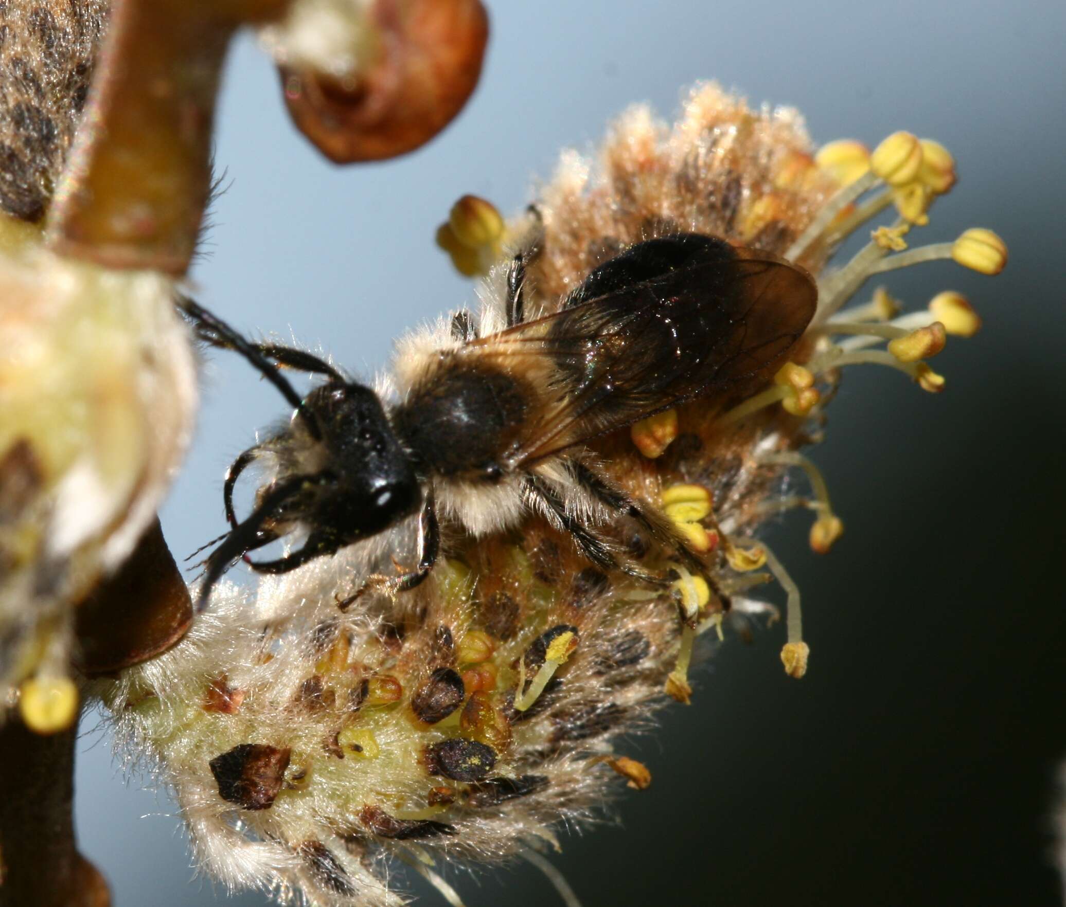 Image of Andrena praecox (Scopoli 1763)