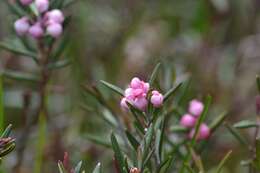 Image of bog rosemary