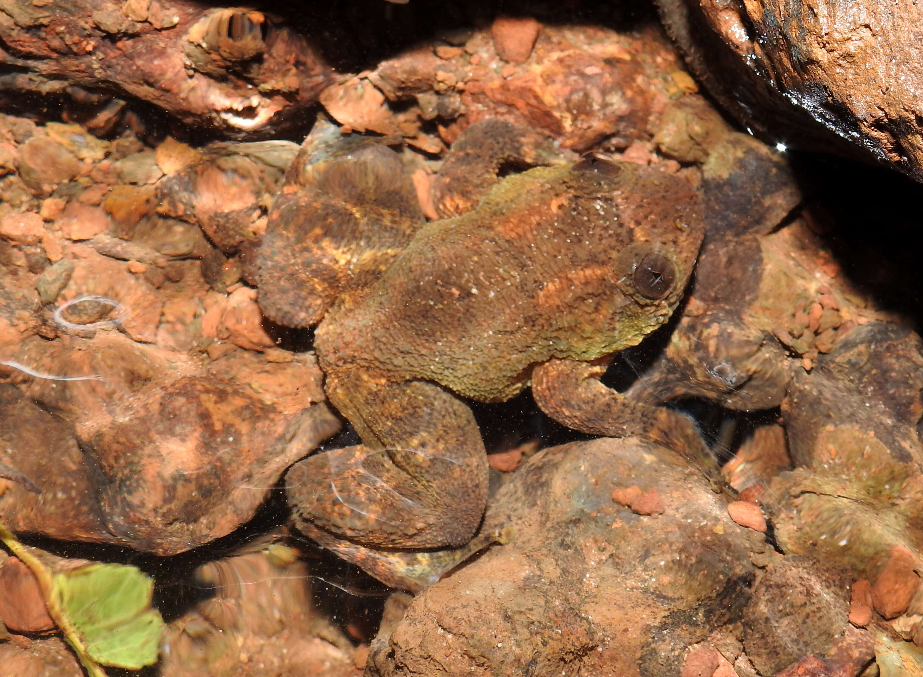 Image of Castle Rock Wrinkled Frog