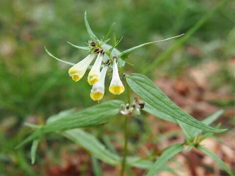 Imagem de Melampyrum pratense L.