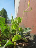 Image of slender yellow woodsorrel