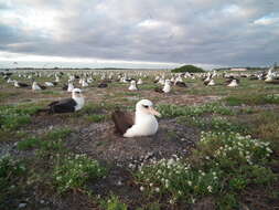 Image of Laysan Albatross