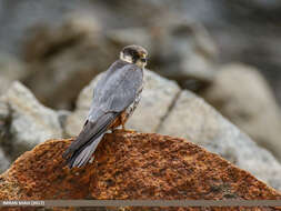 Image of Eurasian Hobby