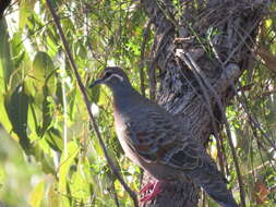 Image of Common Bronzewing