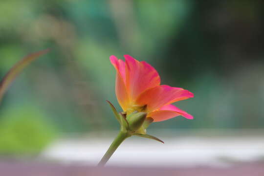 Image of wingpod purslane