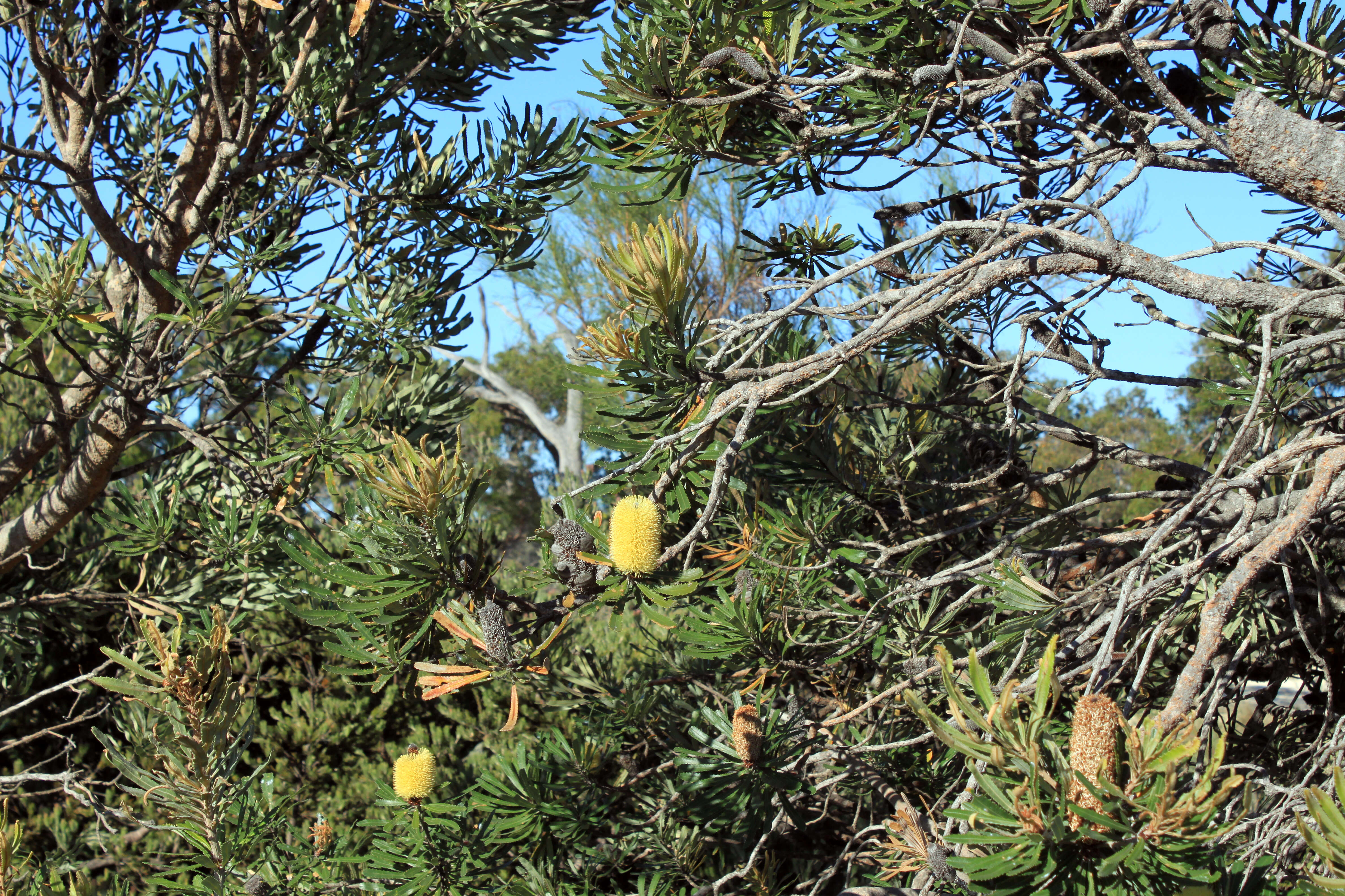 Plancia ëd Banksia attenuata R. Br.