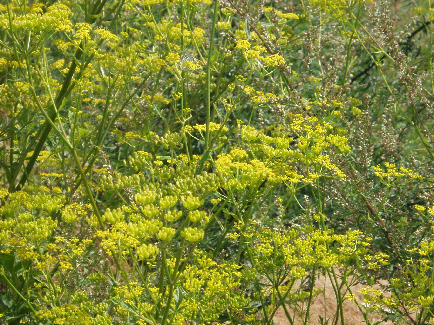 Imagem de Pastinaca sativa L.