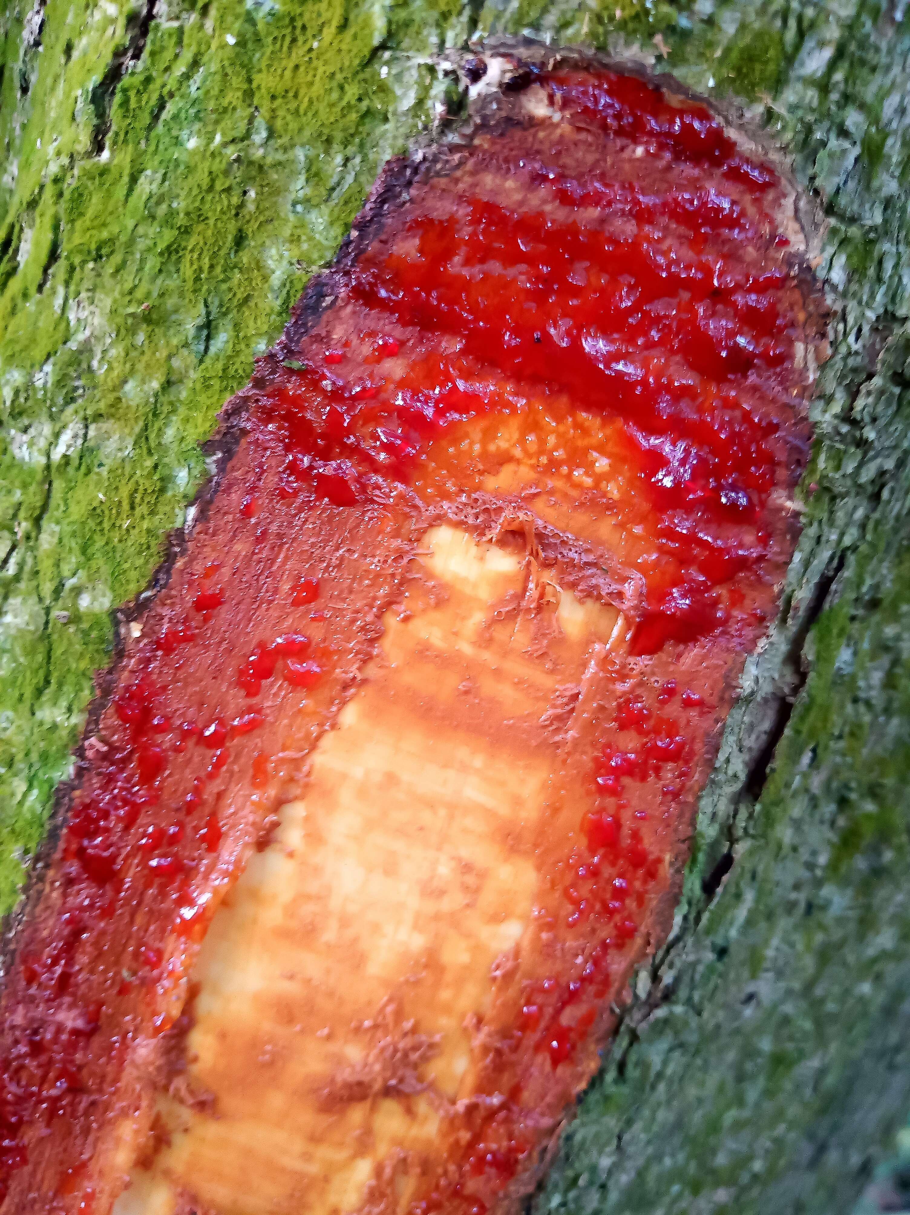 Image of dragonsblood tree