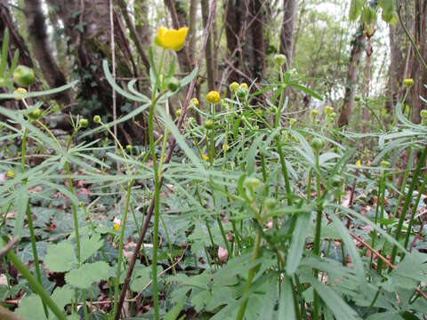 Image de Renoncule tete d'or