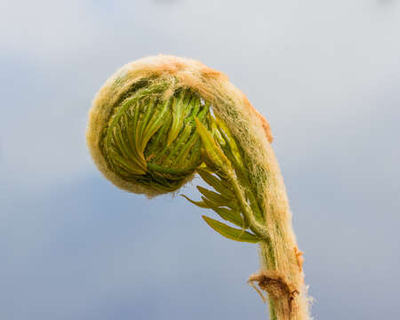 Image of Marsh Fern