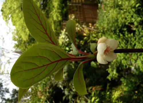 Image de Schisandra grandiflora (Wall.) Hook. fil. & Thoms.