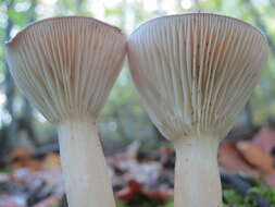 Image of funnel clitocybe