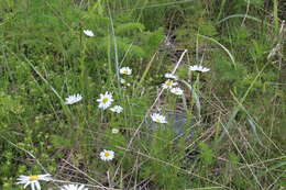 Image of Tripleurospermum subpolare Pobed.