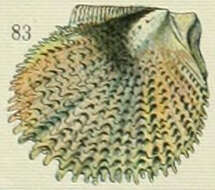 Margaritidae Blainville 1824 resmi