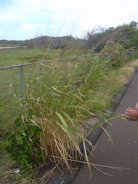 Image of Johnson grass