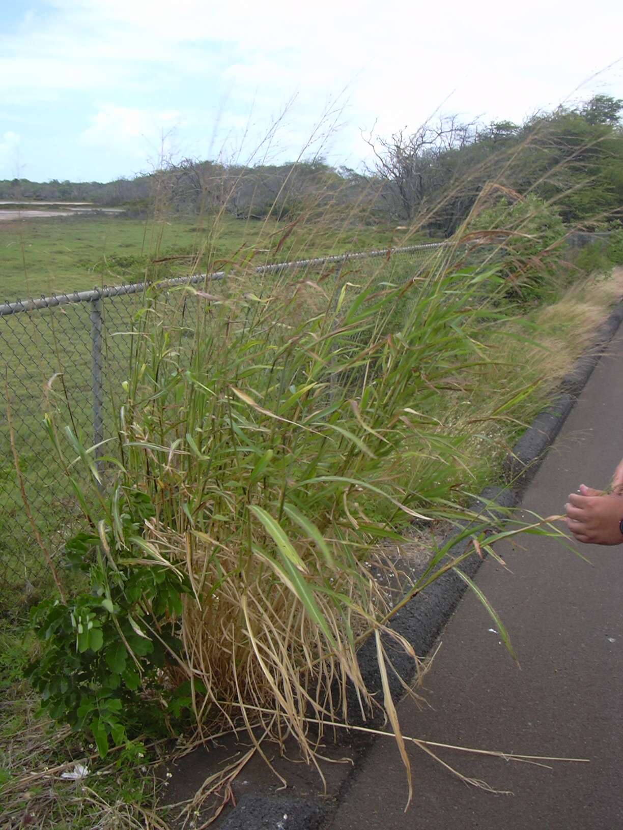 Image of Johnson grass