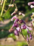 Imagem de Aconitum lycoctonum L.