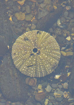 Image of green sea urchin