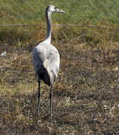 Image of Common Crane