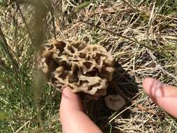 Image of Yellow Morel