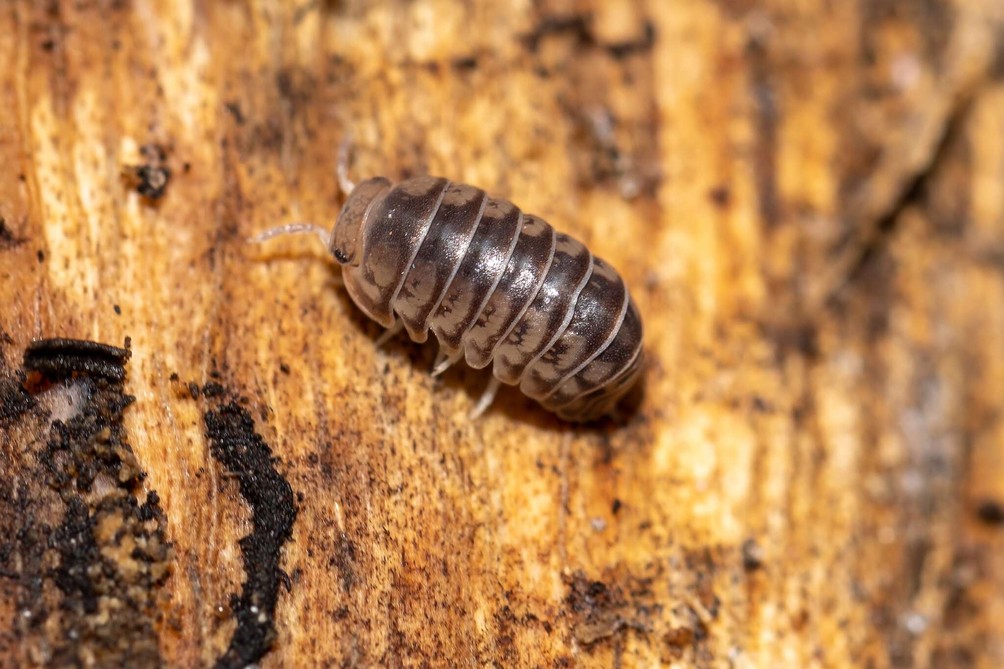 Image of Pillbug