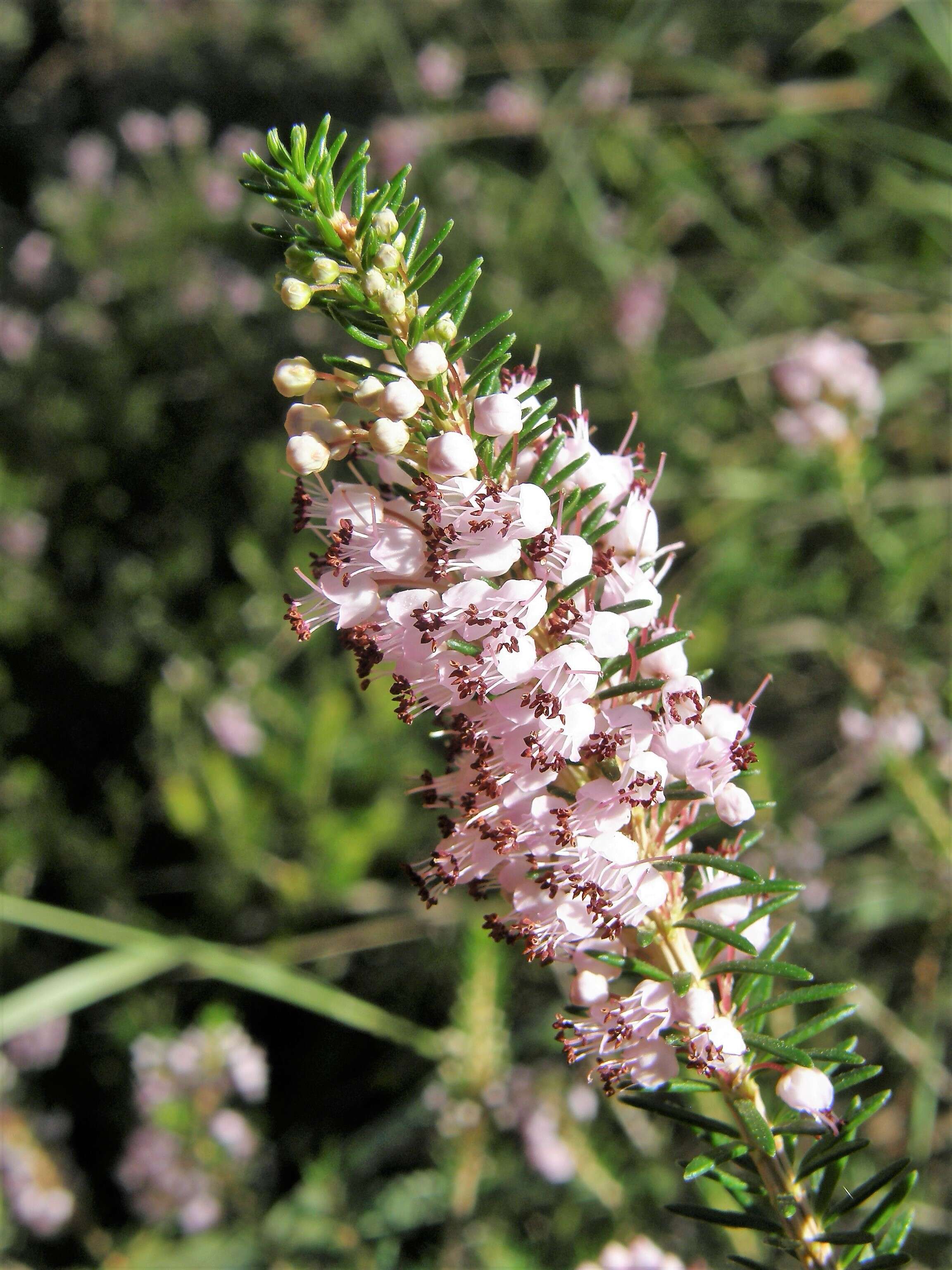 Image of Cornish heath