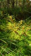 Imagem de Rhododendron tomentosum (Stokes) Harmaja