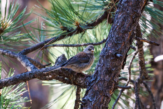 Image of juncos