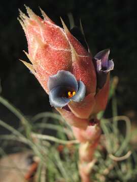 Image of Puya prosanae Ibisch & E. Gross