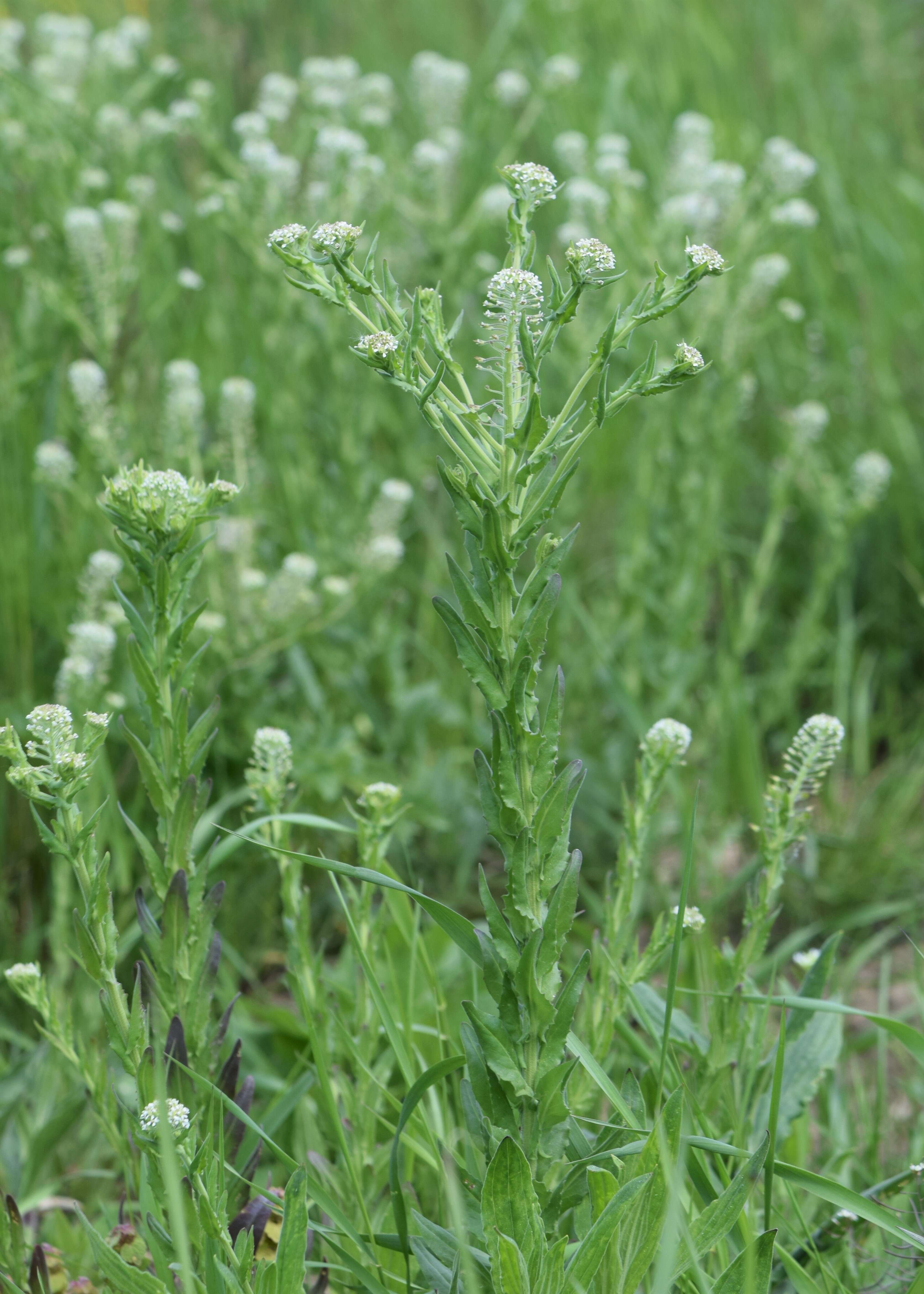 Image of field pepperweed