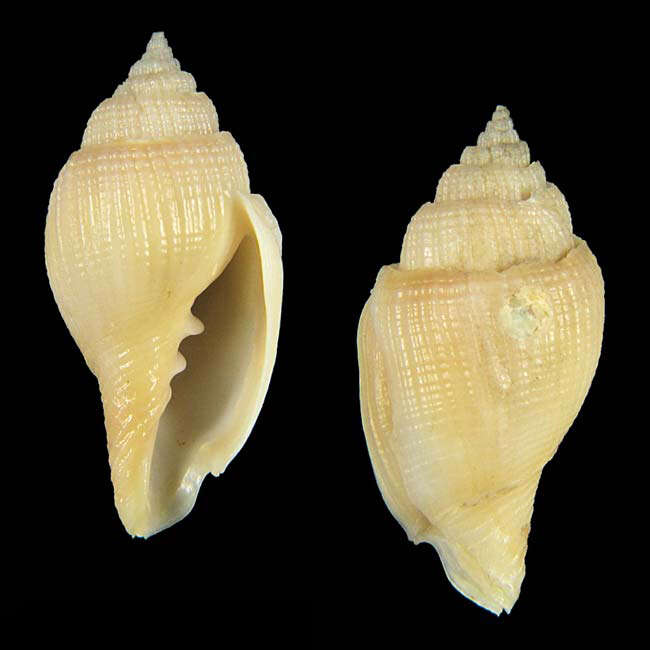 Image of Ceratoxancus lorenzi Poppe, Tagaro & Sarino 2012