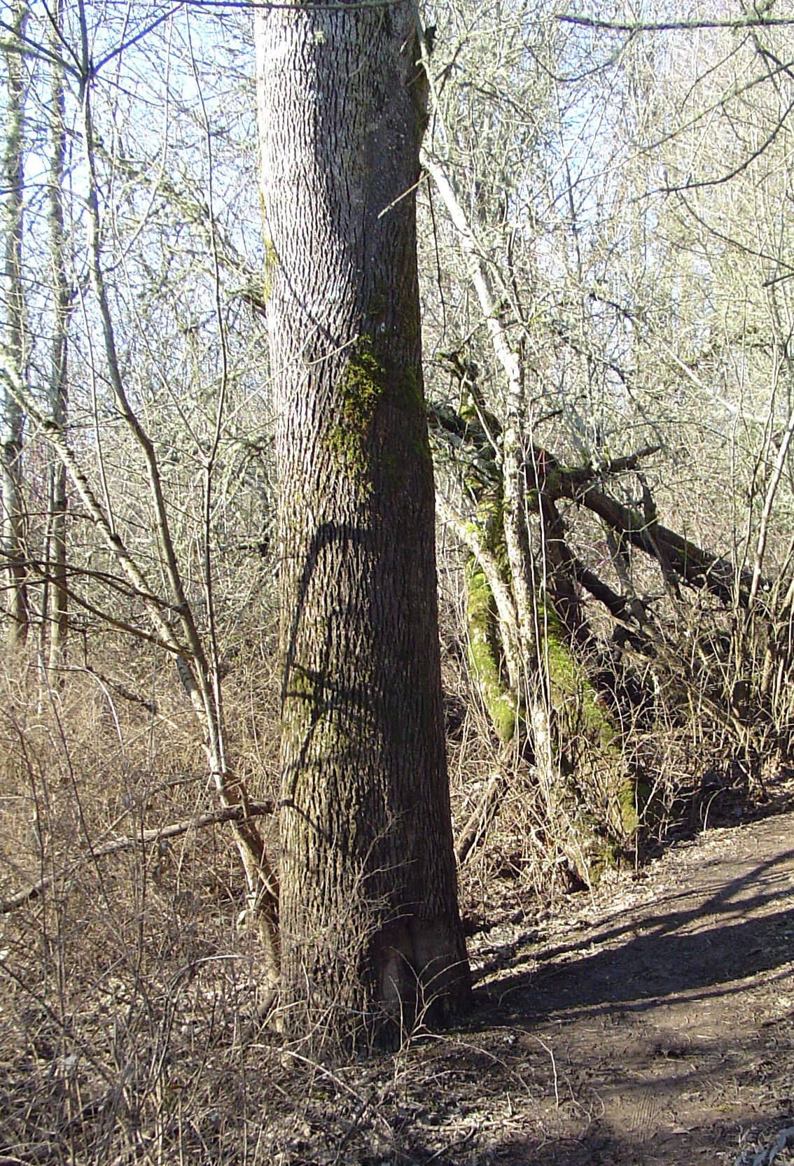 Слика од Fraxinus latifolia Benth.