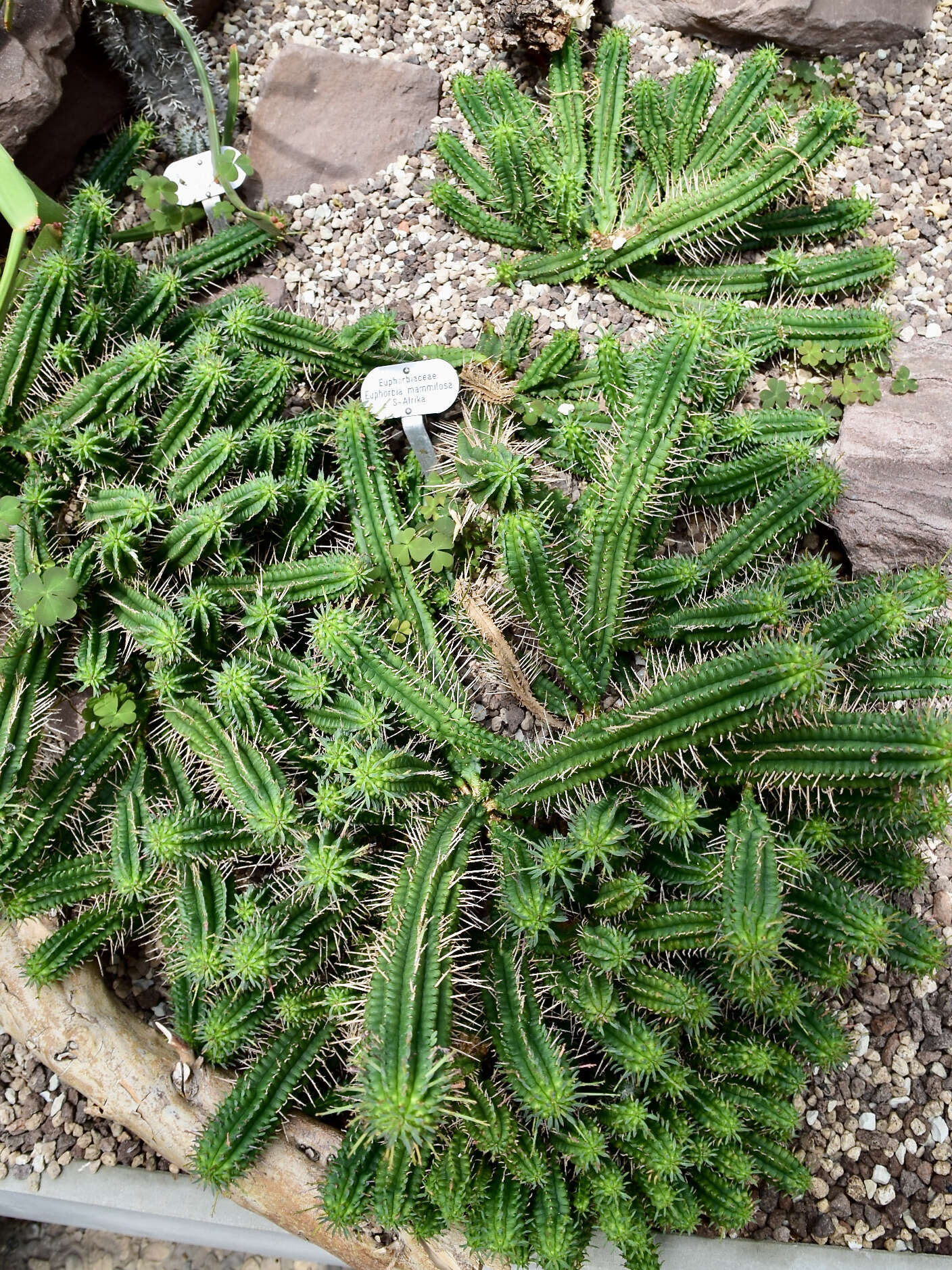 Слика од Euphorbia mammillaris L.