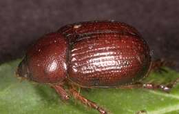 Image of Carrot Beetles