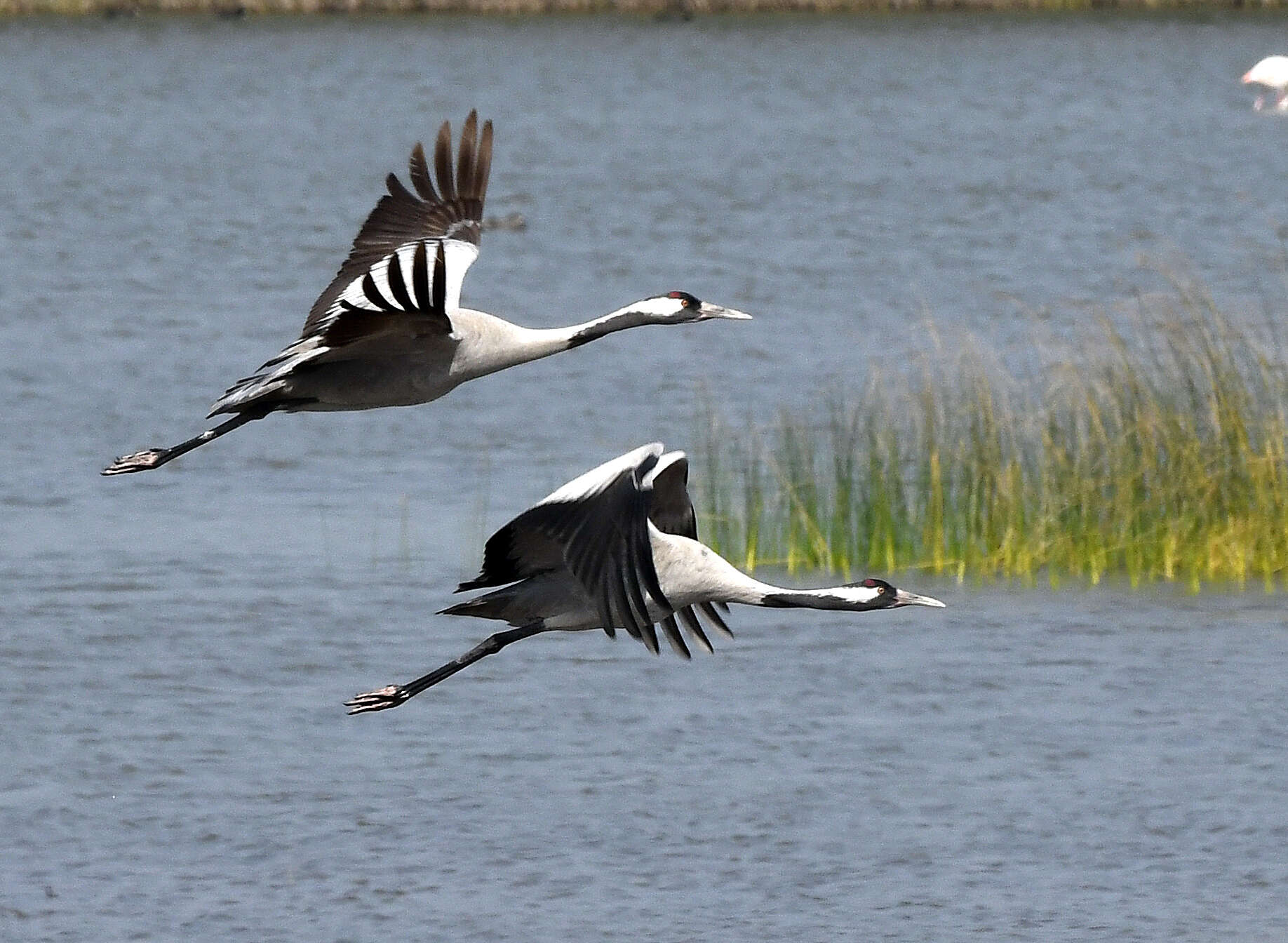 Image of Common Crane