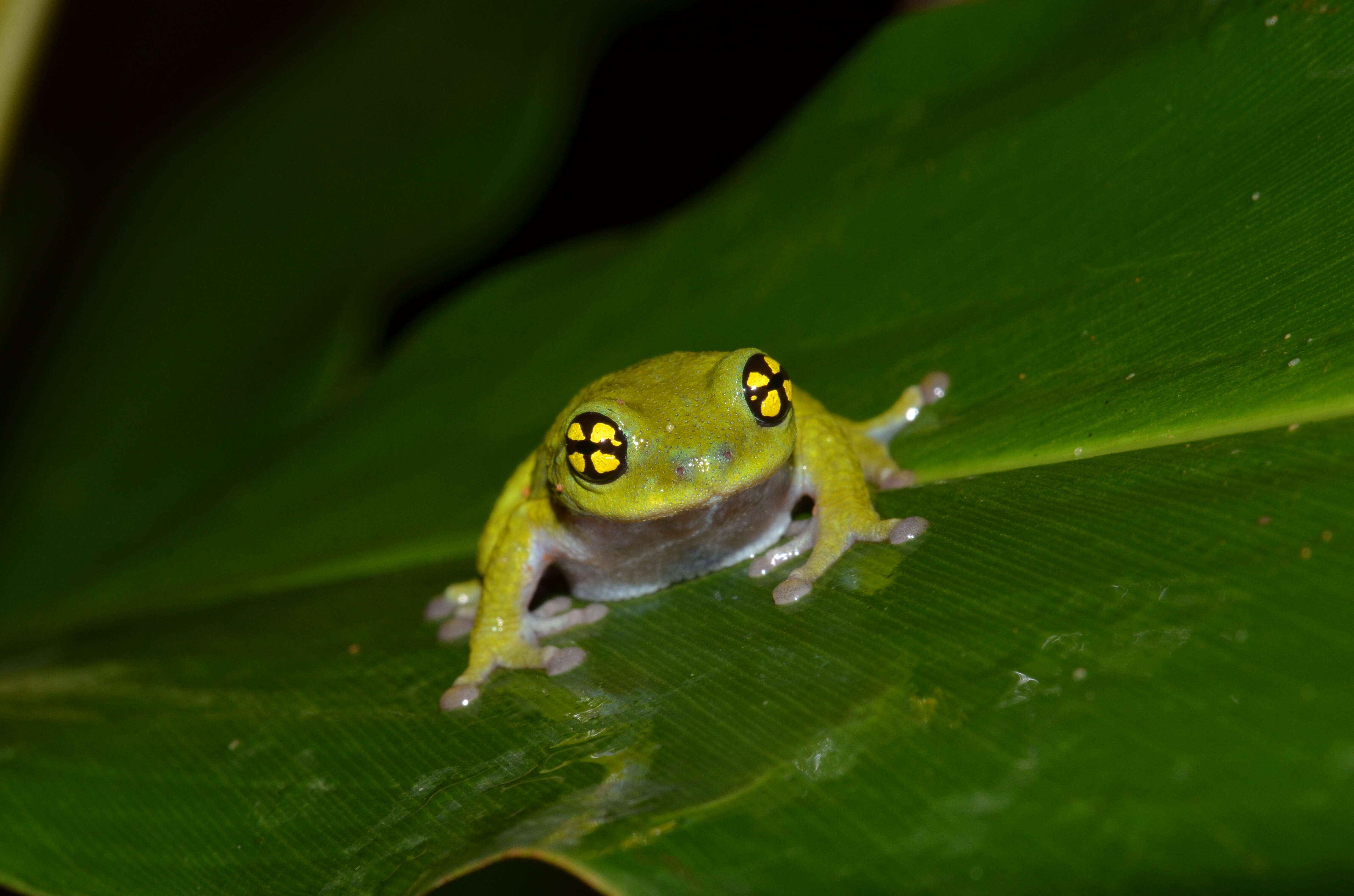 Image of Chalazodes bubble-nest frog