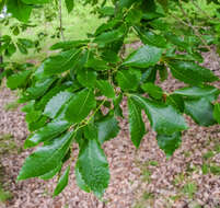 Image of Galcham oak